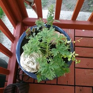 Meet your Posher, Martha